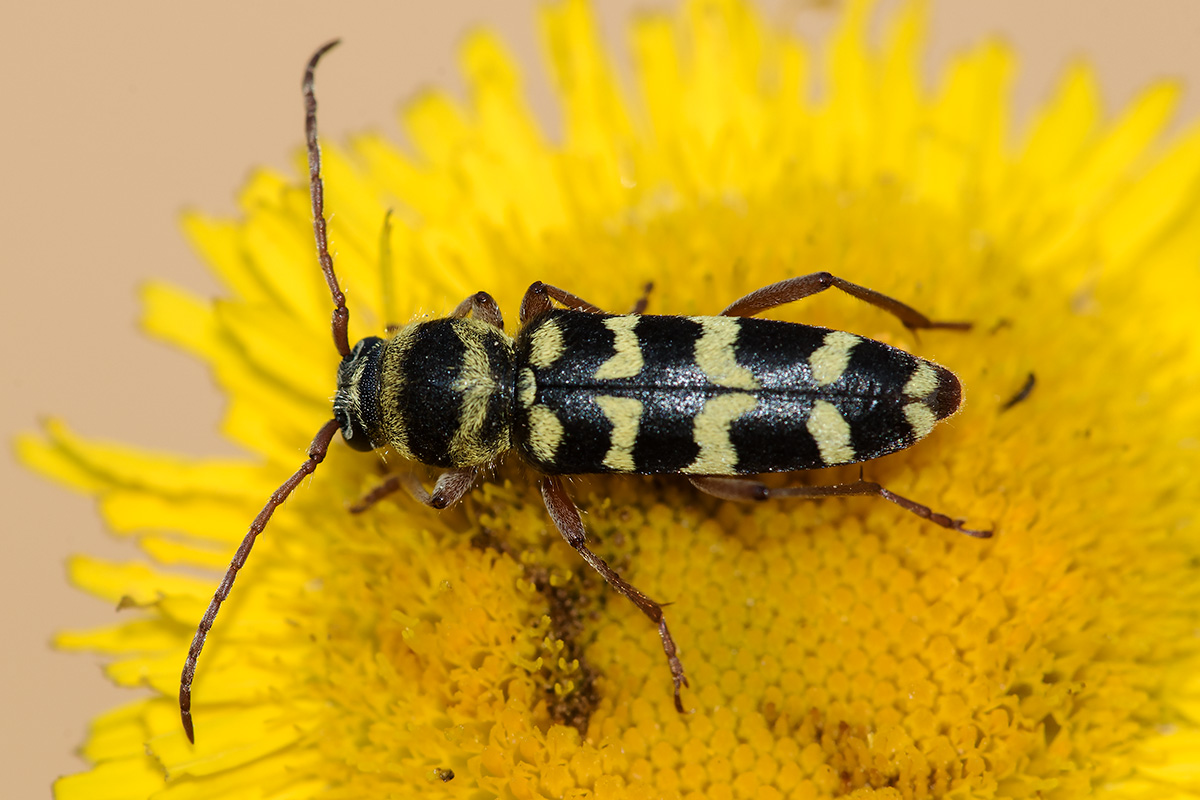 Cerambycidae: Plagionotus floralis